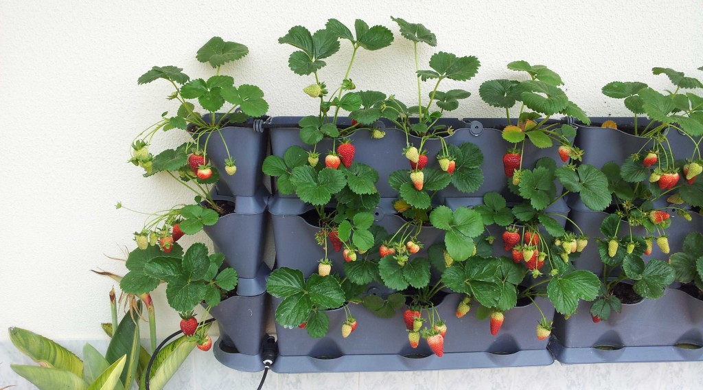 Deset plodonosnih biljaka koje možete gajiti na terasi JAGODE