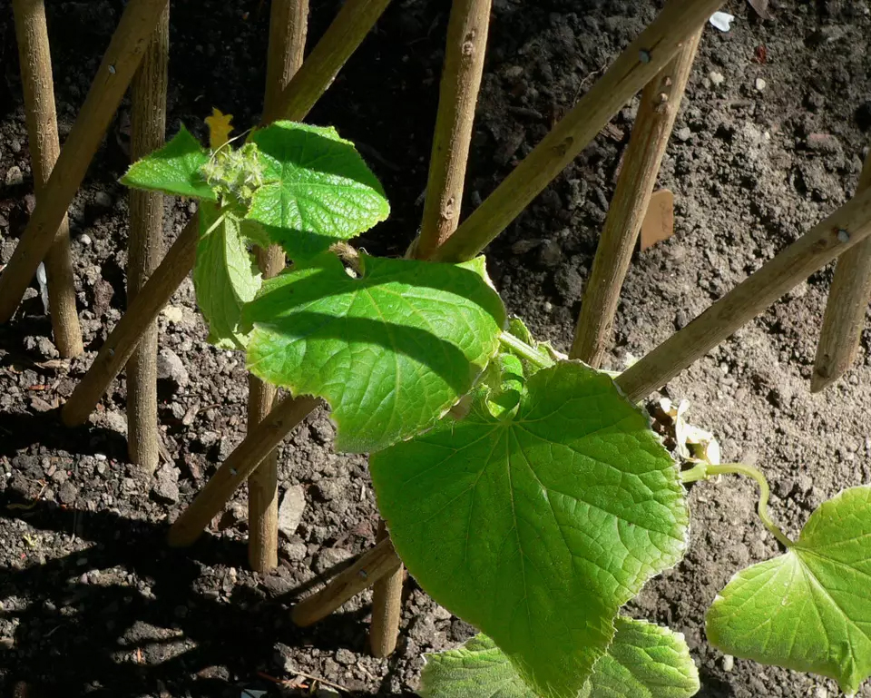 Deset plodonosnih biljaka koje možete gajiti na terasi KRASTAVAC