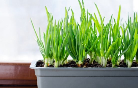Deset plodonosnih biljaka koje možete gajiti na terasi MLADI LUK
