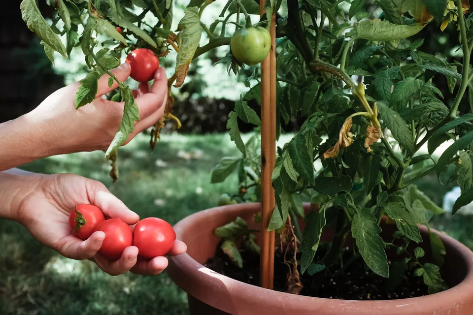 Deset plodonosnih biljaka koje možete gajiti na terasi paradajz